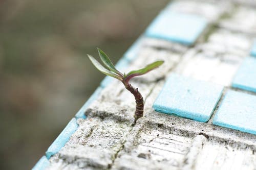 Will your business survive?