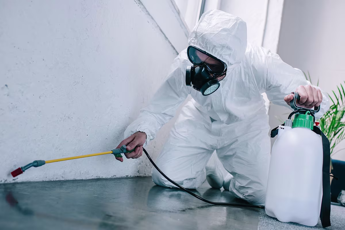 What Pest Control Professionals Notice About Ant Infestations That Homeowners Consistently Overlook