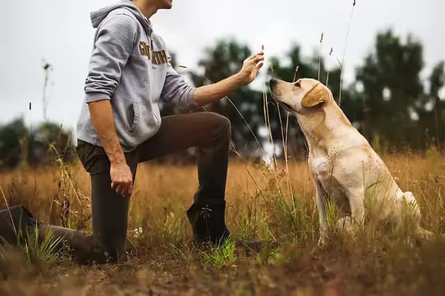 How to Raise an Obedient Dog