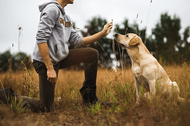 How to Raise an Obedient Dog