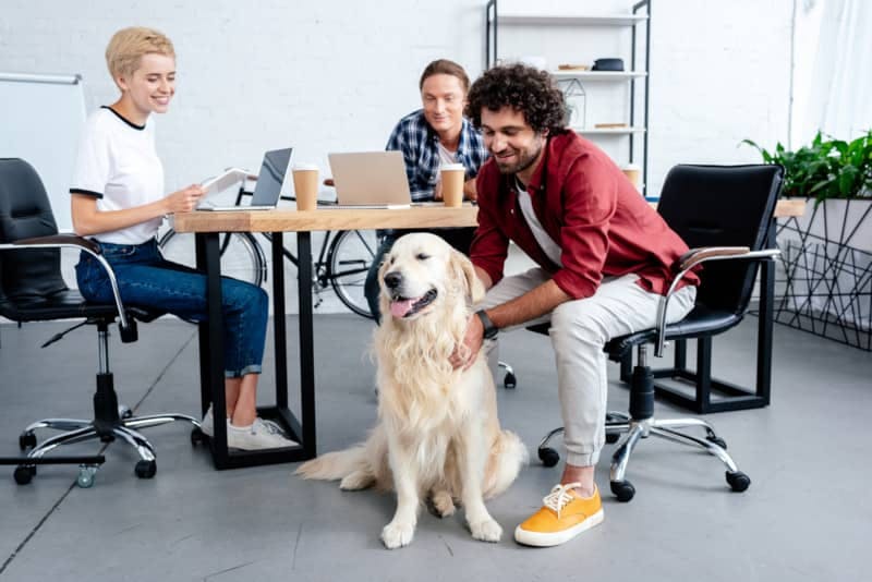 How Welcoming Pets to the Office Improves Employee Morale